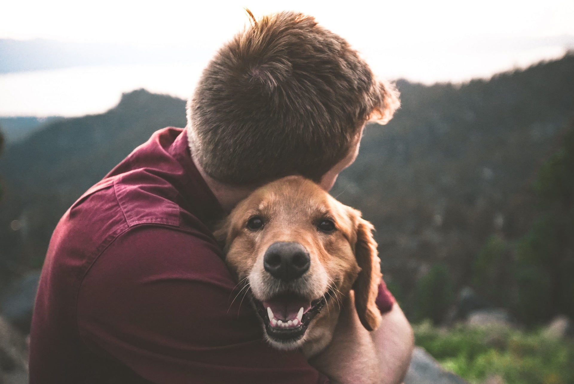 Help for bone and joint health in dogs