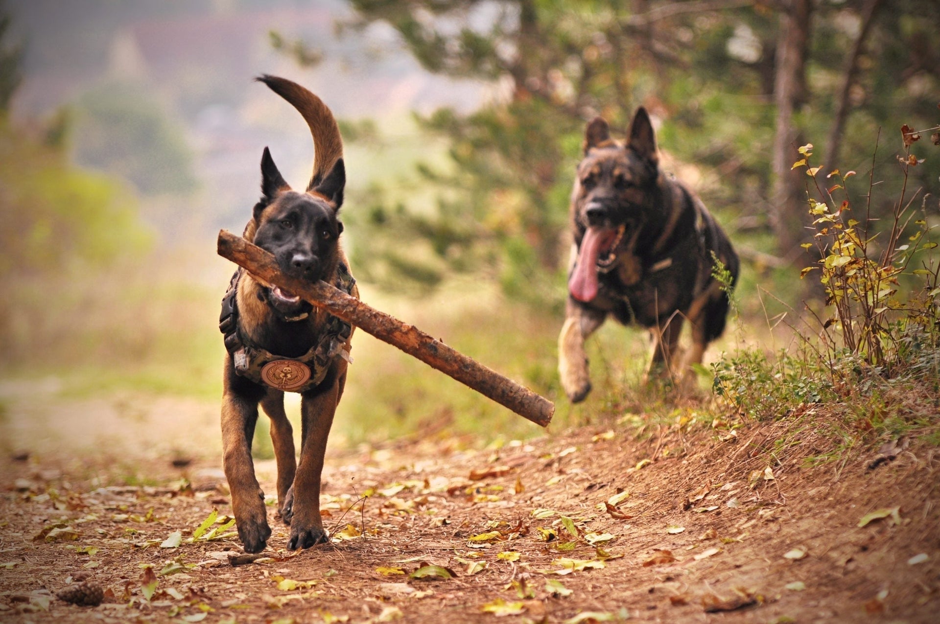 Is bone broth good for dogs joints and ligaments?