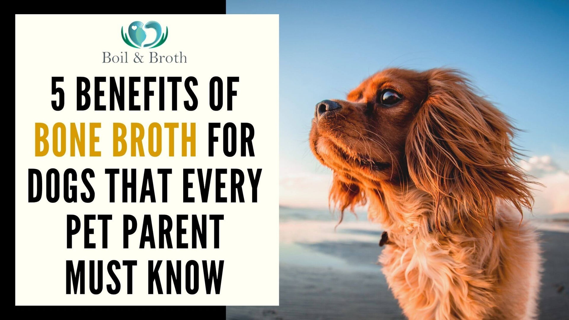 Benefits of Bone Broth for pet
