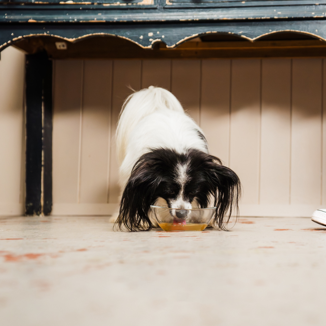 The Hidden Dangers of a Dirty Water Bowl