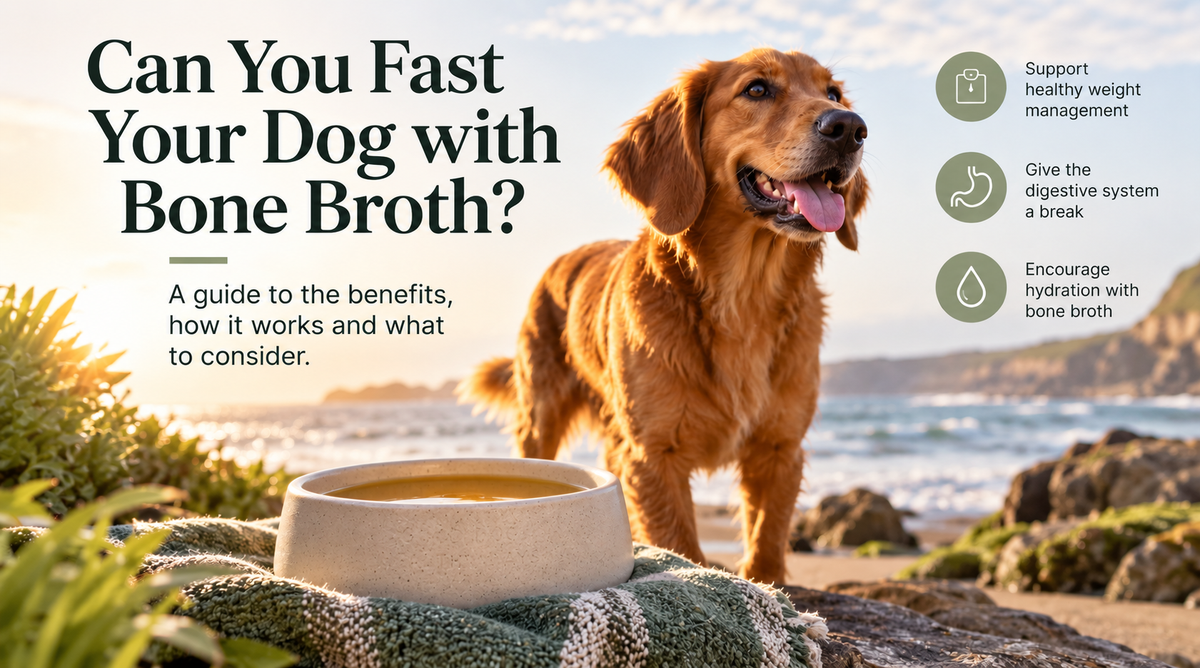 Fast your dog with bone broth