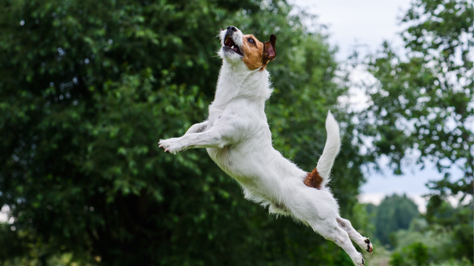 Natural Ways to Support Joint & Ligament Health in Dogs