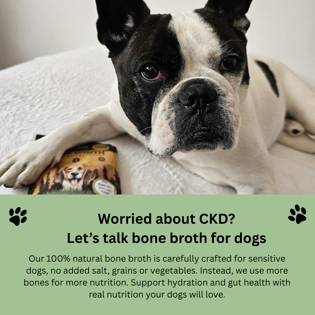Is Broth Safe for Dogs with Chronic Kidney Disease (CKD)?