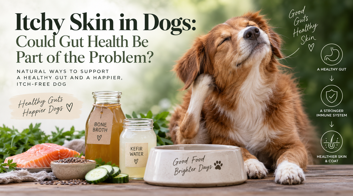 Itchy Skin in Dogs: Could Gut Health Be Part of the Problem?