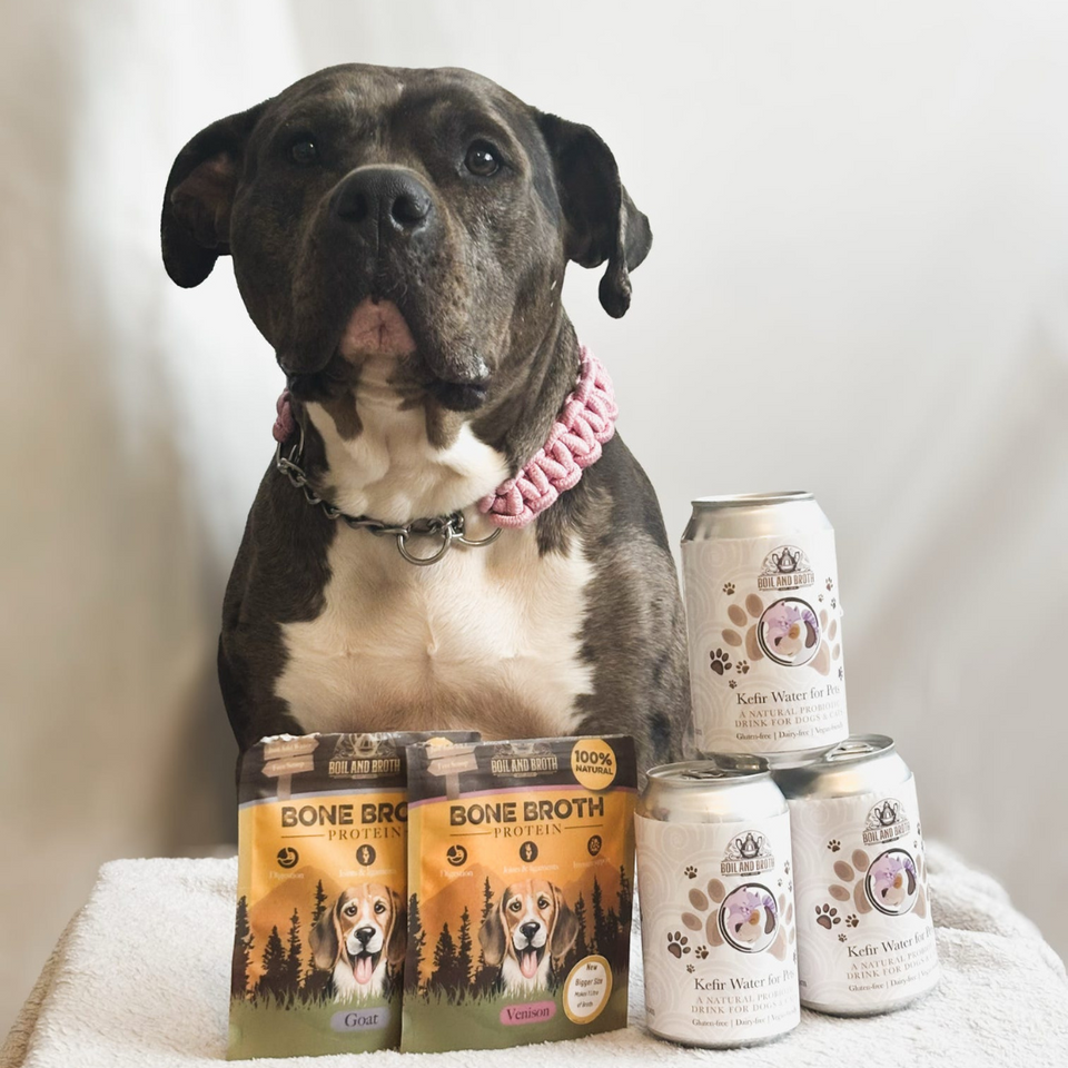 The Benefits of Bone Broth for Cats and Dogs: an Holistic Approach
