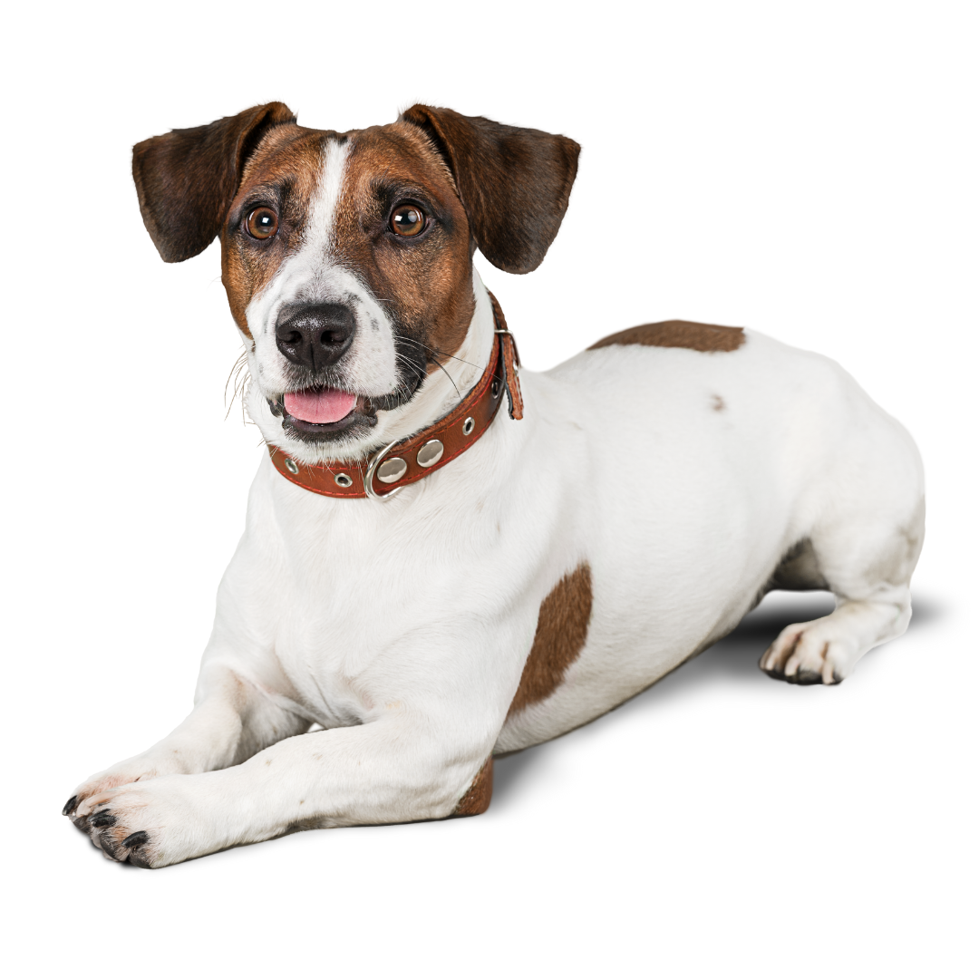 Natural Ways to Manage Constipation in Dogs