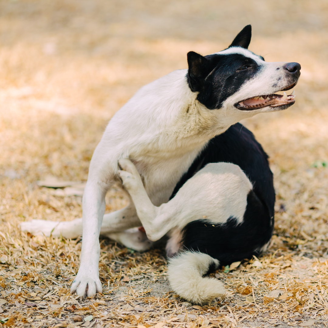 Natural Ways to Manage Itchy Skin in Dogs