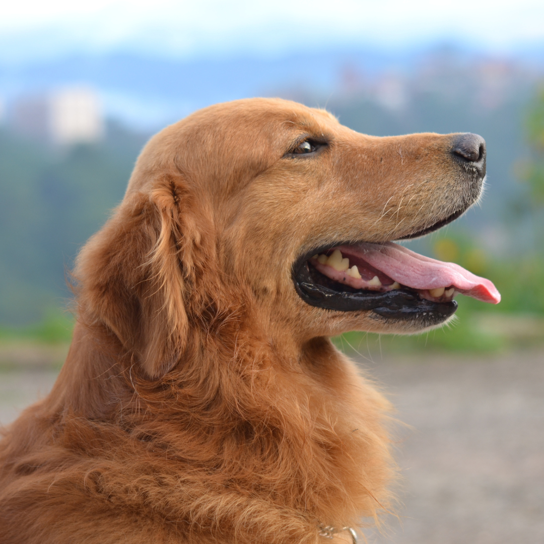 How to Manage Leaky Gut Naturally in Dogs