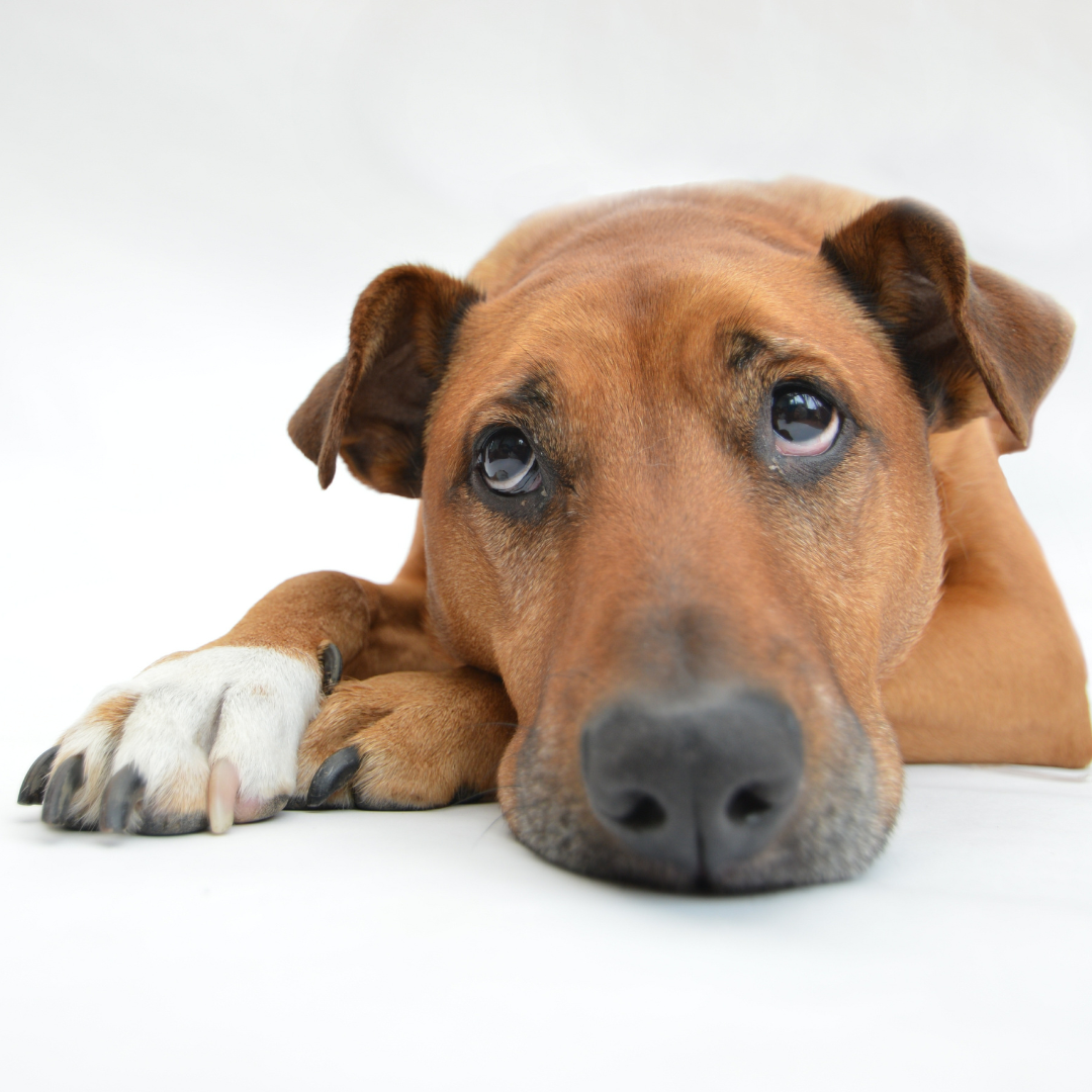 Sloppy Poos in Dogs & How Bone Broth Can Help