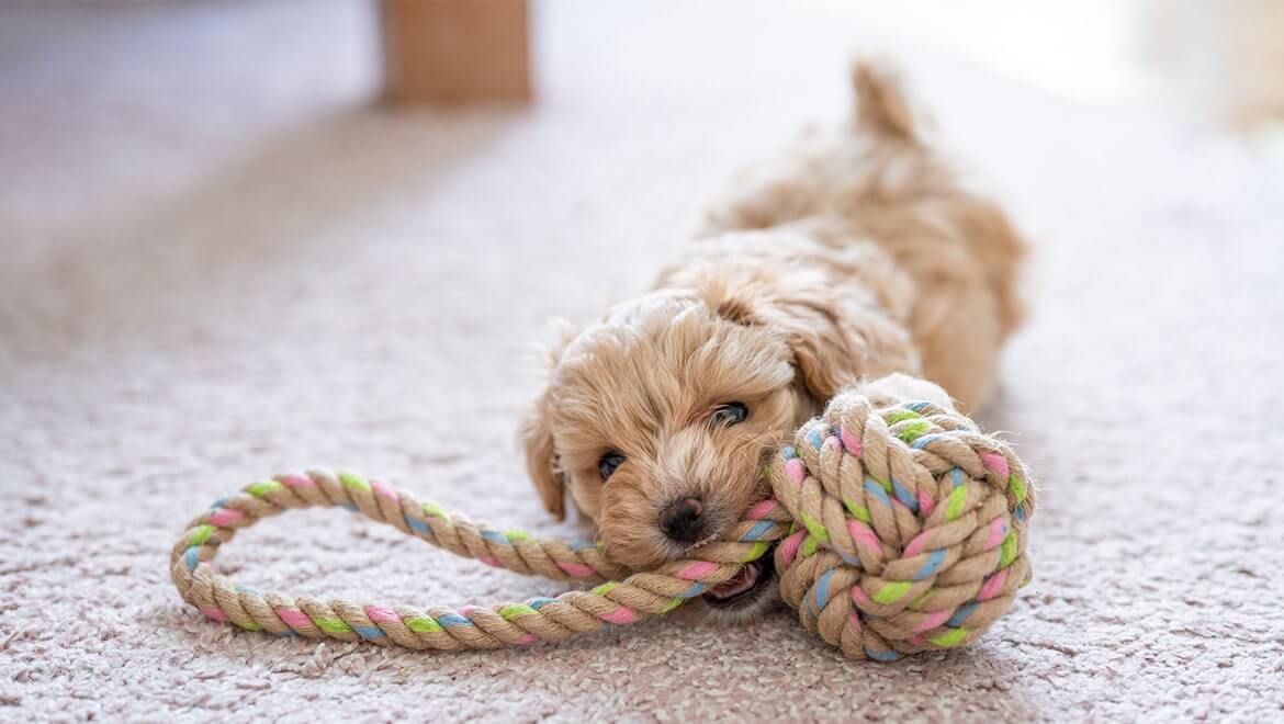 puppy