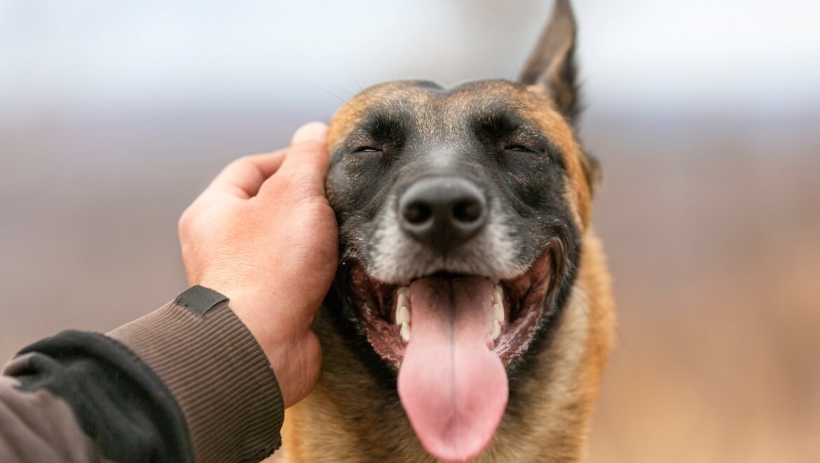 Enticing dog with kidney disease to eat best sale