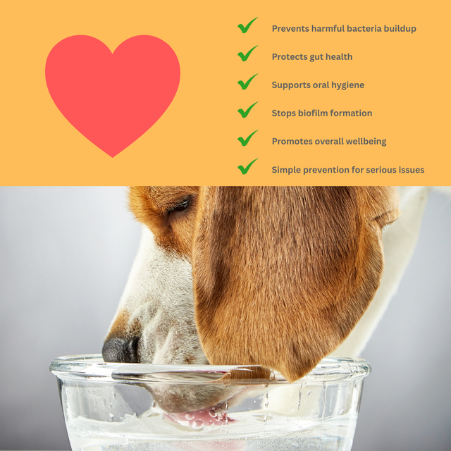The Hidden Dangers of a Dirty Water Bowl