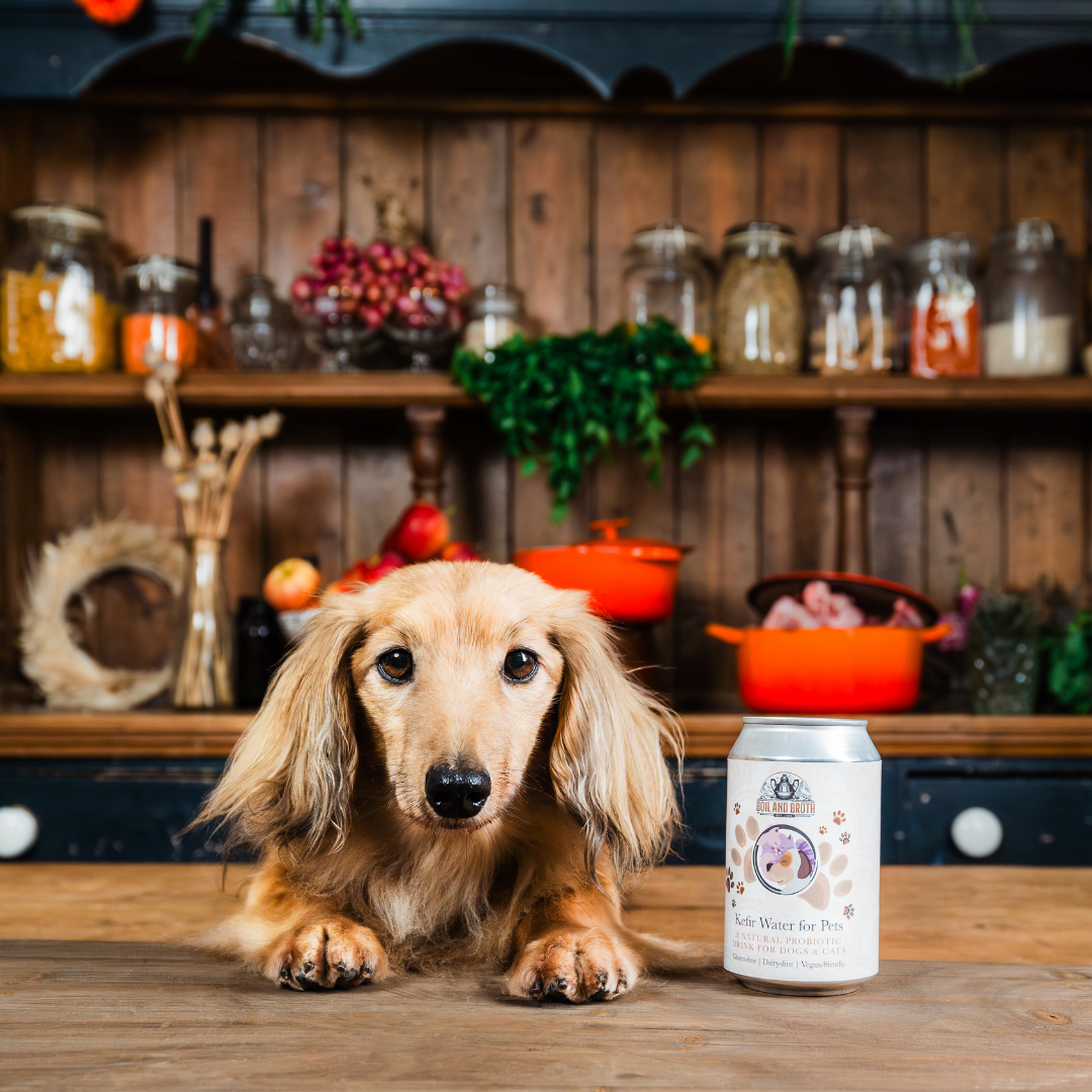 Kefir for puppies hot sale