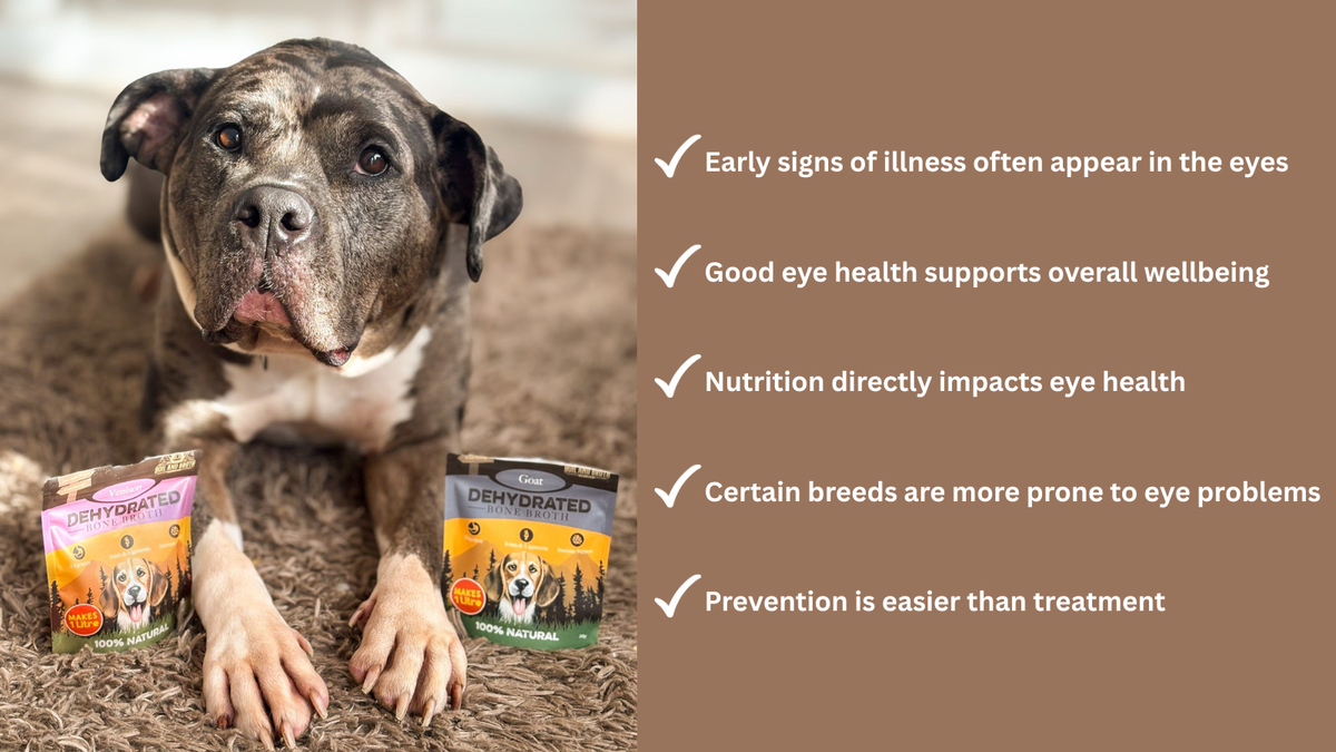 Six Foods to Support Eye Health for Dogs