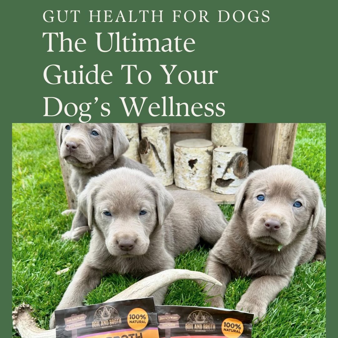 Ebook - Gut Health for Dogs